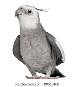 white face cockatiel bird
