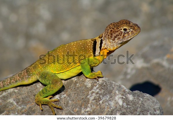 Male collared\
lizard resting in the\
sunlight
