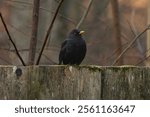 A male Common Blackbird (Turdus merula) also called Eurasian Blackbird or simply Blackbird