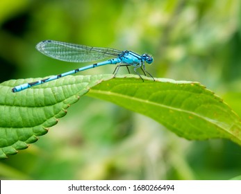 蜻蛉图片 库存照片和矢量图 Shutterstock