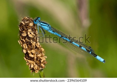 A male common blue damselfly (Enallagma cyathigerum) seen in June