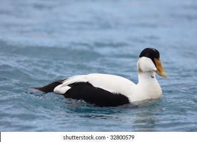 Male Common Eider