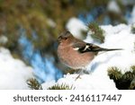 A male common finch stands on a snow covered conifer tree, spruce,  in search of food on a snowy day in January. Europe. Lovely and cute song bird. Resident, non-migratory European birds.