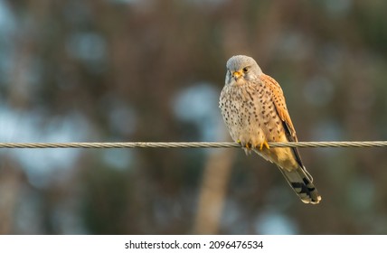 Male Common kestrel (Falco tinnunculus) perched on a telephone wire