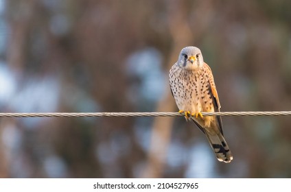 Male common kestrel (Falco tinnunculus) perched on telephone wire, front-on shot of a British bird of prey