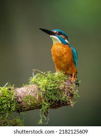 Male common kingfisher (Alcedo atthis) perching on a moss-covered stick. Beautiful green background.