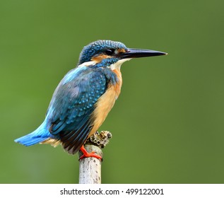 Male Of Common Kingfisher (Alcedo Atthis) Eurasian Or River Kingfisher, A Pretty Blue Bird Lonely Wagging Tail Perching On Twig In The Stream With Blur Green Background