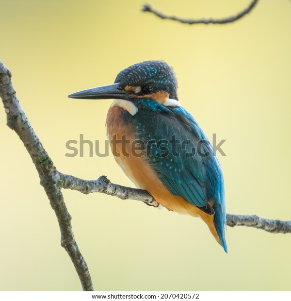 Male common Kingfisher\
(Alcedo atthis) facing left and perching on a tree branch with\
green background.
