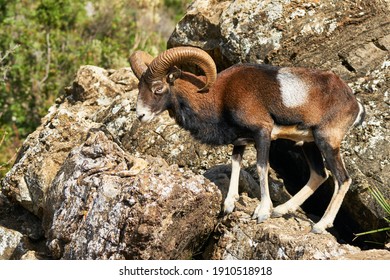 Male Common Mouflon (Ovis Aries Musimon) In Mating Season In Marbella. Andalusia, Spain