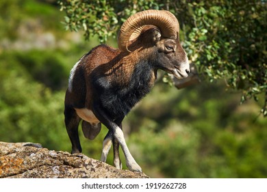 male common mouflon (Ovis aries musimon) in mating season in Marbella. Andalusia, Spain