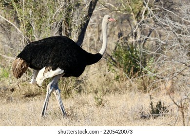 Male Common Ostrich In The Bush