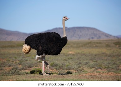 male common ostrich, Struthio camelus, searching for food and patrolling the area