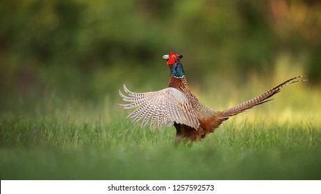 Male common pheasant, phasianus colchicus rooster showing off. Cock with wings wide spread and beak open. Exotic looking colorful european wild bird in natural environment. Panoramatic composition