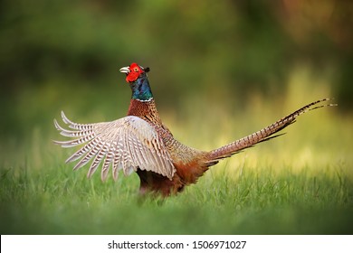 Male common pheasant, phasianus colchicus rooster showing off. Cock with wings wide spread and beak open. Exotic looking colorful european wild bird in natural environment.
