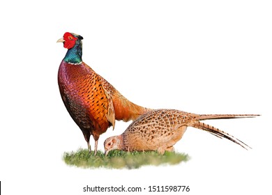 Male common pheasants, phasianus colchicus, displaying in front of female in spring mating season isolated on white background. Wild game birds in nature with copy space.