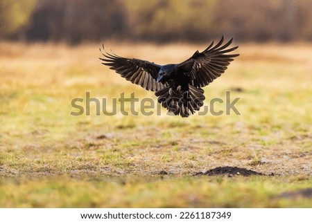 male common raven (Corvus corax) sits down on the ground