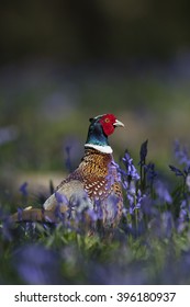 A Male Common Or Ring-necked Pheasant (Phasianus Colchicus) Stands Amongst Bluebells During Spring In Woodland On A Shooting Estate In Southern England.