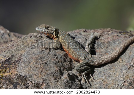 A male Common Side-blotched Lizard basks in the sun