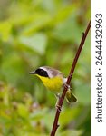 Male Common Yellowthroat, Geothlypis trichas, perched on a thorny branch.