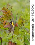 Male Common Yellowthroat, Geothlypis trichas, singing in a brambleberry shrub thicket.