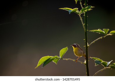 A male Common Yellowthroat glows in the morning sun while perched on a thorny branch with big and bright green leaves and a dark background.