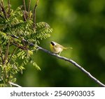 A male common yellowthroat perched on a leafy twig. Geothlypis trichas.