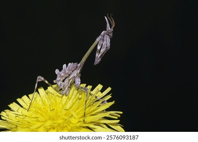 мужской конический богомол на цветке одуванчика, Empusa pennata, Empusidae