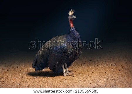 Male Congo Peafowl (Afropavo congensis) or African peafowl, standing erect against a dark background.