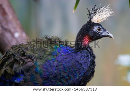 A male Congo peafowl. it is a species of peafowl native to the Congo Basin, one of three extant species of peafowl.the male's feathers are nevertheless deep blue with a metallic green and violet tinge