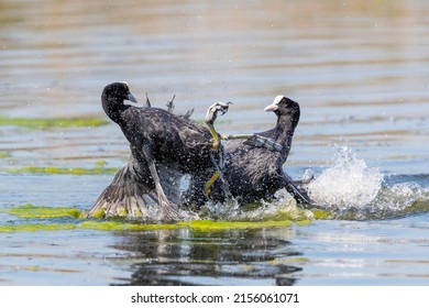 Male Coots (Fulica atra) fighting over territory. - Shutterstock ID 2156061071