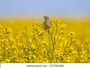 Male Corn Bunting (Emberiza Calandra) In Breeding Plumage Filmed On The Branches Of Blooming Rapeseed On A Bright Blurred Yellow Background And Blue Sky