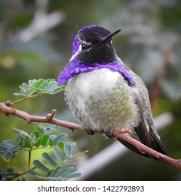 Male Costas Hummingbird Perched On A Mesquite Tree Branch