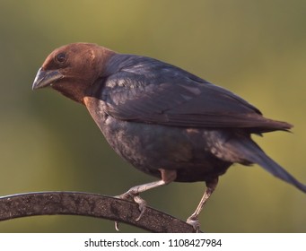 Male Cowbird Perched On A Shepherds Hook 