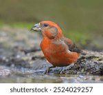 A male crossbill sits at the water