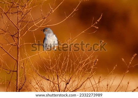 Similar – Foto Bild Blaukehlchen Ornithologie