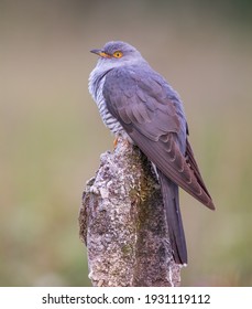 Male Cuckoo In The UK