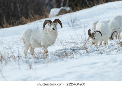 Male Dall Sheep Horns Eating Alaska Stock Photo (Edit Now) 2125434200