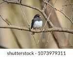 A Male Dark Eyed Junco perched on a limb at Turkey Run State Park, IN