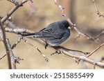 A male dark-eyed junco, perched on a tree branch