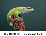 Male Day Gecko (Phelsuma) from Madagascar are territorial. He will attack other males if enters his territory. Only female Gecko are allowed into the territory.