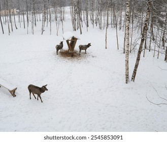 A male deer with antlers rests on a snow-covered field, while two younger deer stand nearby, surrounded by birch trees. This winter scene captures the calmness of wildlife in its natural habitat.  - Powered by Shutterstock