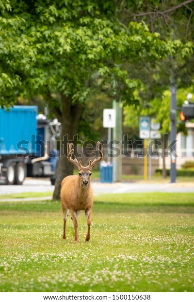 Male deer with\
antlers in an urban park, with a city street in the background, and\
space for text on top