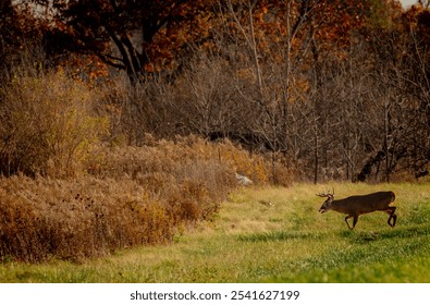 Male deer with antlers walking towards a woods on a late fall morning - Powered by Shutterstock