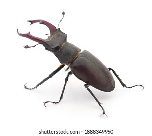 Male Deer Beetle Oryctes Nasicornis Isolated Stock Photo 1888349950 ...