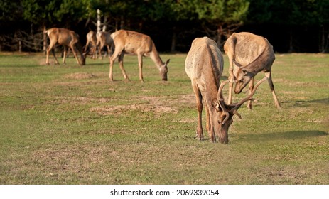 A male deer with a harem of females on a pasture in the forest. Selective focus. Copy space.                               