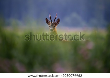 Similar – Image, Stock Photo Roe deer standing in the grass in a meadow