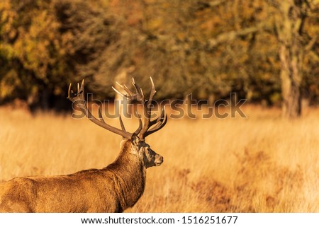 Male deer with long horns looking into the distance as he stands in long yellow grass with Autumn leaves lit up by the sun in the background.