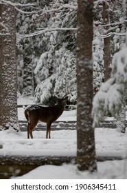 Male Deer Looking Away, Cades Cove, Winter Snow