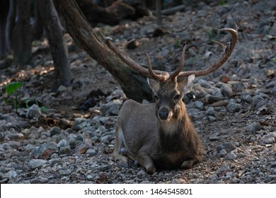 146 Dear animal with horns and eyes Images, Stock Photos & Vectors ...