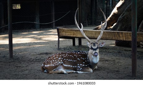 A Male Deer Sitting At His Cage